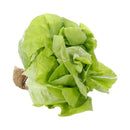 Lechuga Hidropónica